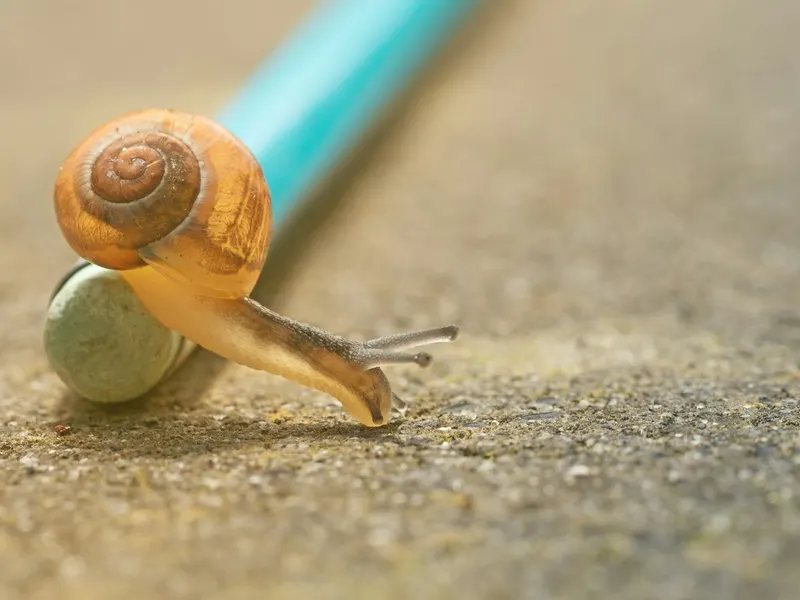 Un escargot orange avance lentement le long d'un crayon posé au sol