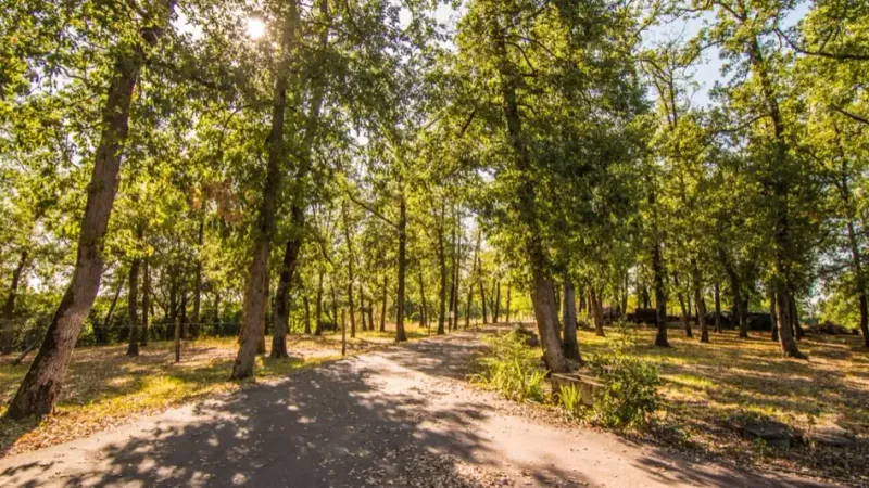 L'allée boisée du Parc du Château à Saussens, où Sandrine Camp reçoit pour Equilibrium
